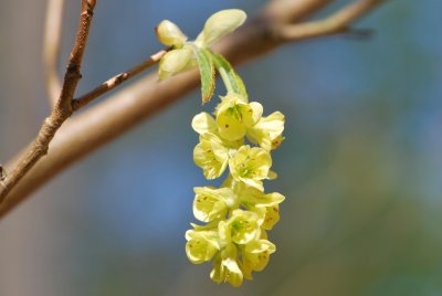Corylopsis pauciflora - lískovníček chudokvětý - květenství a listy